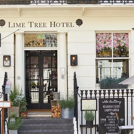 Lime Tree By Mate