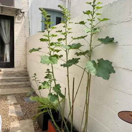 Apartment Joivy Cozy 1 Bed Flat With Garden In North Kensington