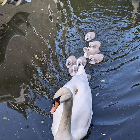 Tamanzi Taggs-floating On Idyllic Island Hampton