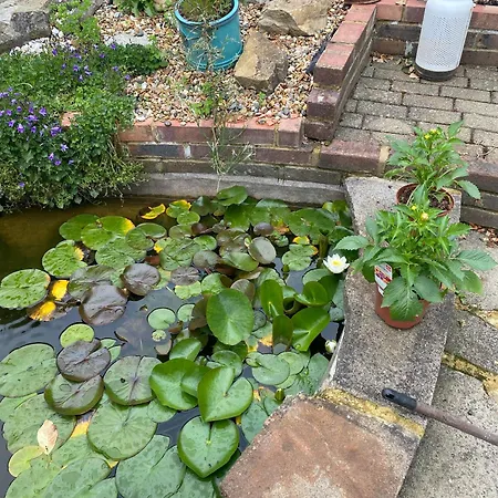 Homestay Pond Purley