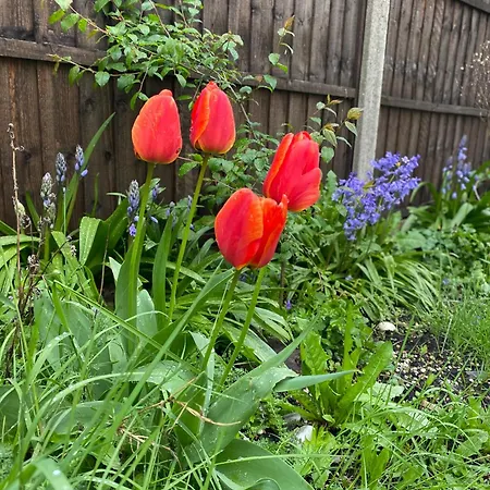 Charming Garden Flat With A Free Parking *