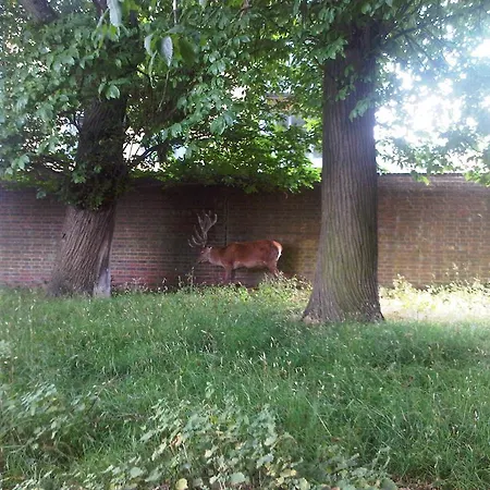 Lägenhet Bushy Park Teddington