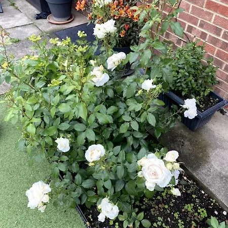 Garden Flat In