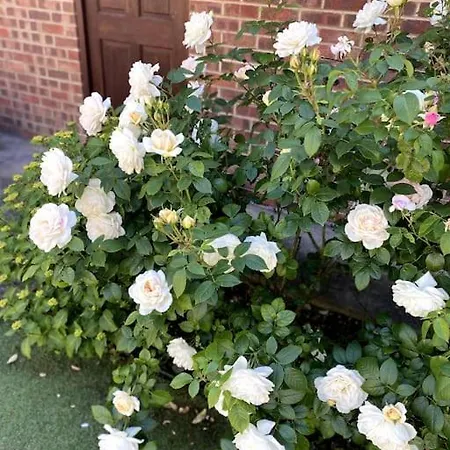 Garden Flat In