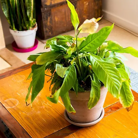 Pass The Keys Cozy 4-bed With Garden In Trendy Stoke Newington Londres