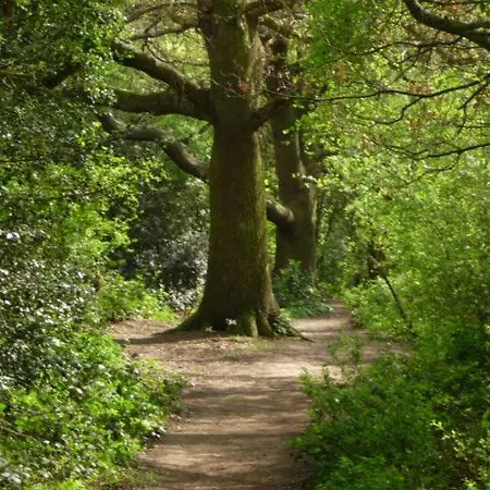 Forest London