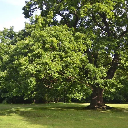 Gilwell Park Hotel 3*