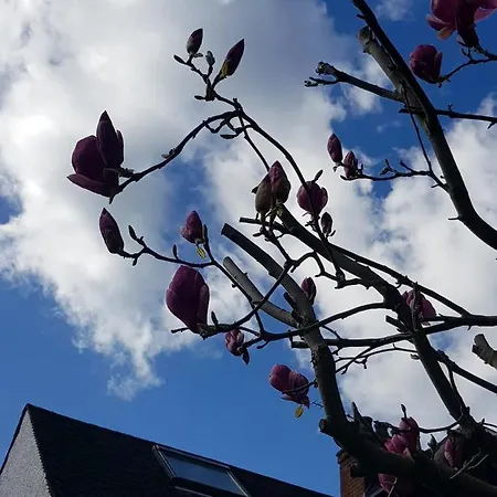 Gardens - Private Double Richmond London - *