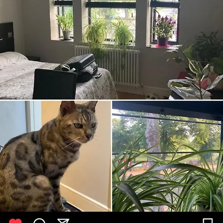 Superior King Guest house