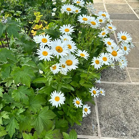 Apartment Lexham Garden London
