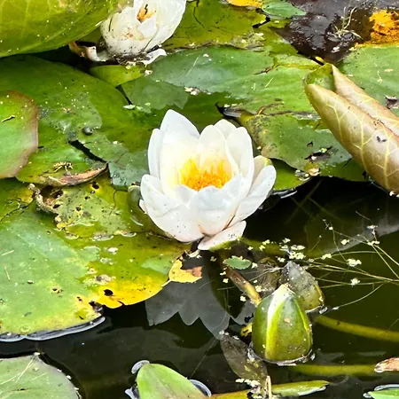 Lexham Garden London