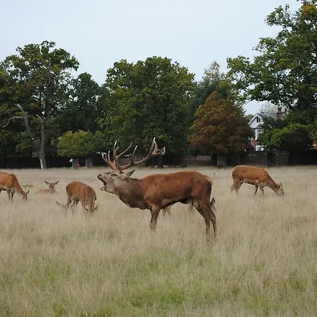 Teddington Bed & Breakfast