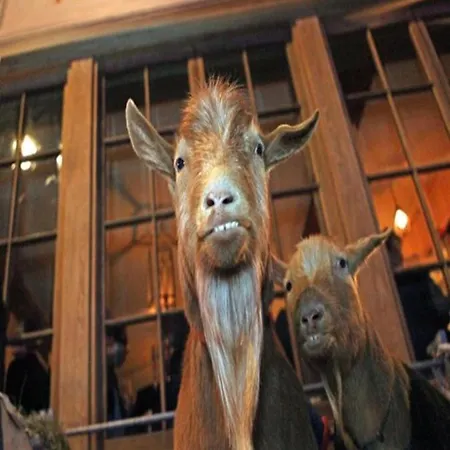 Hotel The Grazing Goat 3*